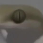 Танец Ящерицы Подходит Под Любую Музыку