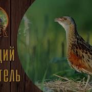 Охота На Болотно Луговую Дичь