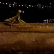 Dancing Mantis Танцующий Богомол