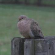 Morning Dove