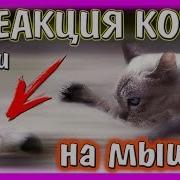 Реакция Кота Васи На Японских Мышек Инстинкт Хищника Кошки Мышки Alisa Easy