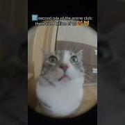 Правила Нашего Наруто Клуба