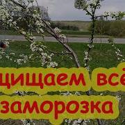 Весна Теплом Согрела И Зацвели Сады