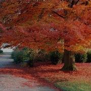 Расслабляющая Музыка Для Снятия Стресса Пианино Music For Relaxation