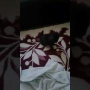 Заставляют Укусить За Пятку