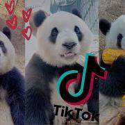 Panda Tiktok