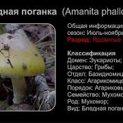 10 Часов Поноса Отменного