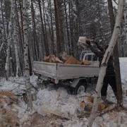 За Дровами В Лес Пойдём И Пилу С Собой Возьмём