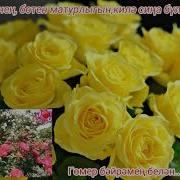 Мансур Миннимуллин Туган Конен Белен