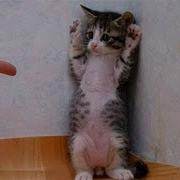 Прикольный Клип Я Прошу Тебя Узбакойся