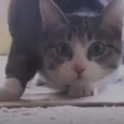 Кот Танцует Вегу Вегу