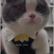Кот Я Бухой Никакой