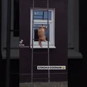 Мем Спаси Сохрани