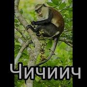 Обезьяна Чичичи Продавала Кирпичи