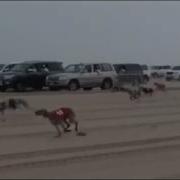 Бега Собак В Пустыне Арабские Забавы