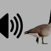 Goose Sound Effect