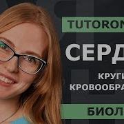 Круги Кровообращения