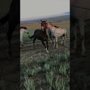 Зигзаги Удачи Попаданцы
