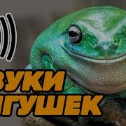 Квакает Лягушка