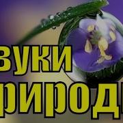 Звуки Живой Дикой Природы Леса Воды Ручья Пение Птиц Кукушки Соловья