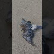 Давай Двигай Чем Тебя Мама Наградила