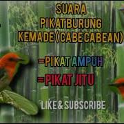 Mp3 Suara Pikat Cabe