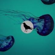 Muciojad Ｎｏｓｅｄｉｖｅ No Copyright Music