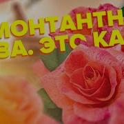 Роза Розовая Кустовая