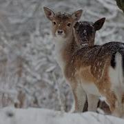 Peaceful Snow Music