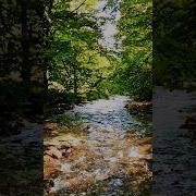 Звуки Природы Карпатских Гор