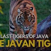 Wow Hao Der Java Tiger