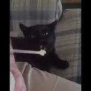 Коты Едят Мороженое