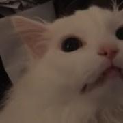 White Cat Meowing Meme Remix