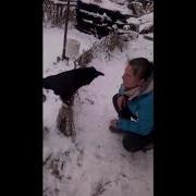 Вася Ворон Вася Хочет Кушать