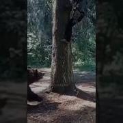 Выживалово Пила Струна Мем