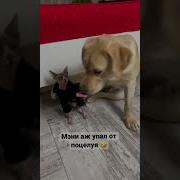 Собака И Кошка Целуются