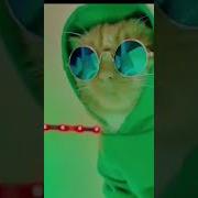 Мяу Дискотека