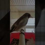 Желтогрудый Седоголовый Щегол