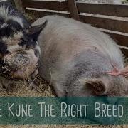 Kune