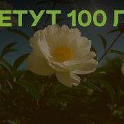 Зеленые Розы