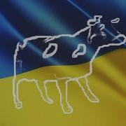 Польская Корова Но Завокоден На Гимн Украины