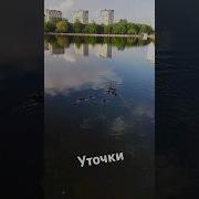 Але Але Уточки