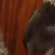 Кот Поет Никто Тебя Не Любит Так Как Я