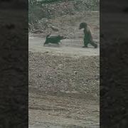 Лунная Походка От Медведя