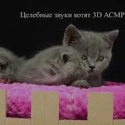 Целебные Звуки Котят 3D Асмр