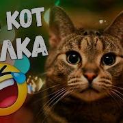 Кот И Новогодняя Елка