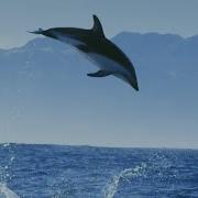 Dolphin Blue Planet