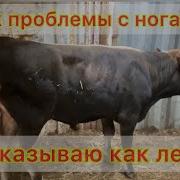 Член Сломался У Бычка