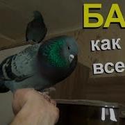 Все Голуби Как Голуби А Баря Как Всегда