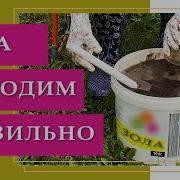 Не Удался Урожай Семечковых